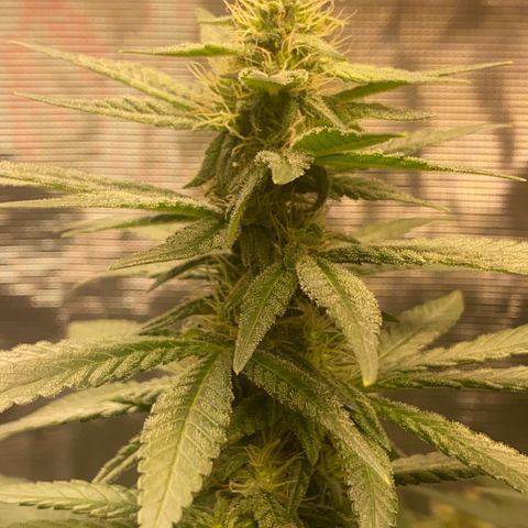 Mimosa Evo growlog timeline photo