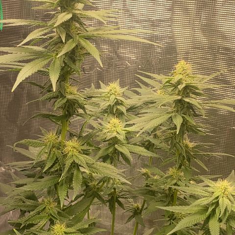 Mimosa Evo growlog timeline photo