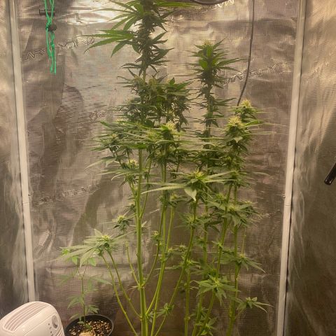 Mimosa Evo growlog timeline photo