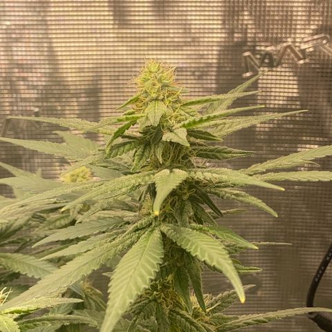 Mimosa Evo growlog timeline photo