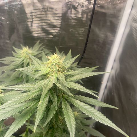 Mimosa Evo growlog timeline photo