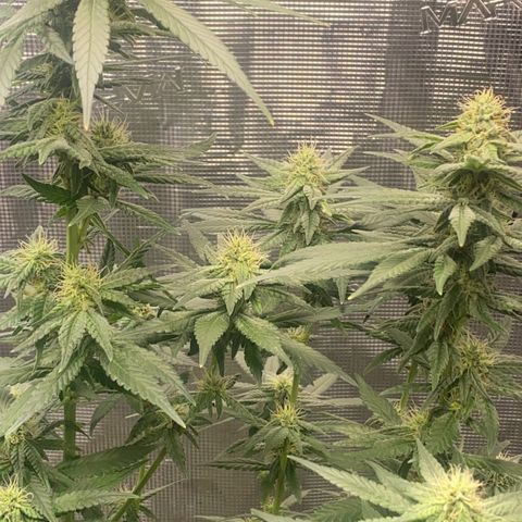 Mimosa Evo growlog timeline photo