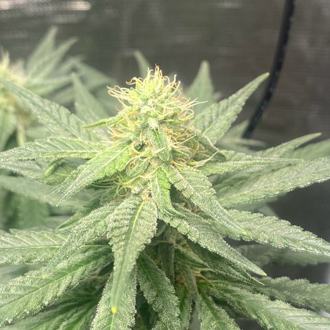 Mimosa Evo growlog timeline photo