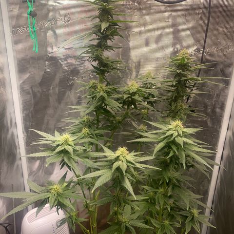 Mimosa Evo growlog timeline photo