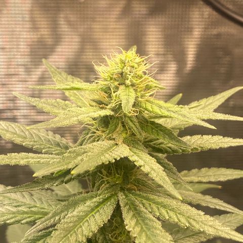 Mimosa Evo growlog timeline photo