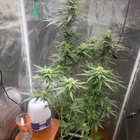 Mimosa Evo growlog timeline photo