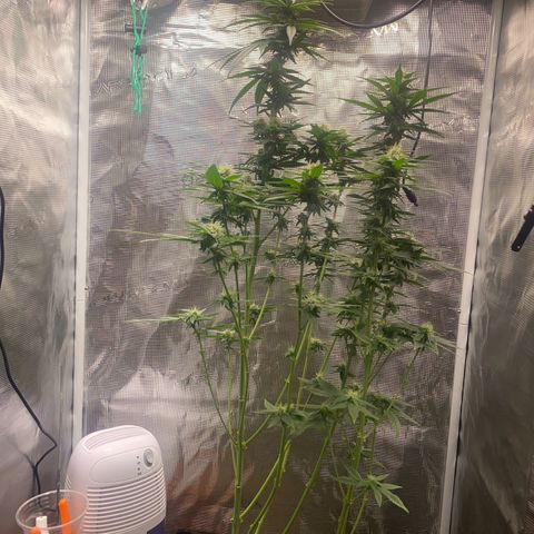 Mimosa Evo growlog timeline photo