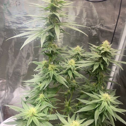 Mimosa Evo growlog timeline photo