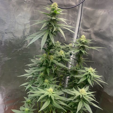 Mimosa Evo growlog timeline photo