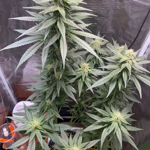 Mimosa Evo growlog timeline photo