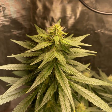 Mimosa Evo growlog timeline photo
