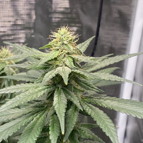 Mimosa Evo growlog timeline photo