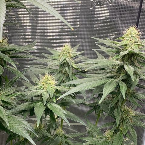 Mimosa Evo growlog timeline photo