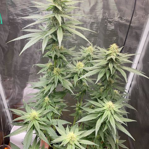Mimosa Evo growlog timeline photo