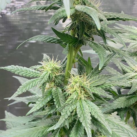 Mimosa Evo growlog timeline photo