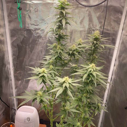 Mimosa Evo growlog timeline photo
