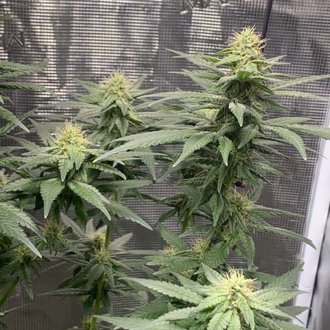 Mimosa Evo growlog timeline photo