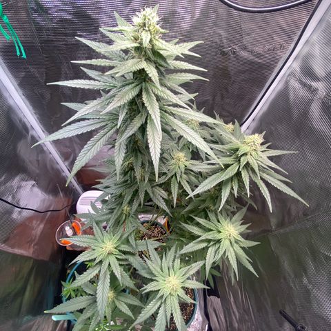 Mimosa Evo growlog timeline photo