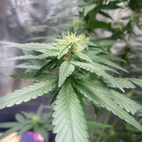 Mimosa Evo growlog timeline photo