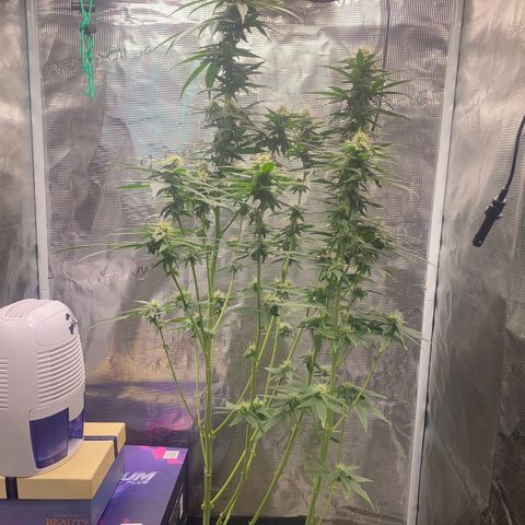 Mimosa Evo growlog timeline photo