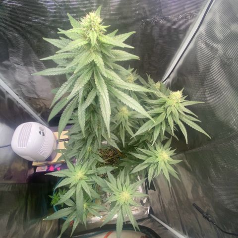 Mimosa Evo growlog timeline photo