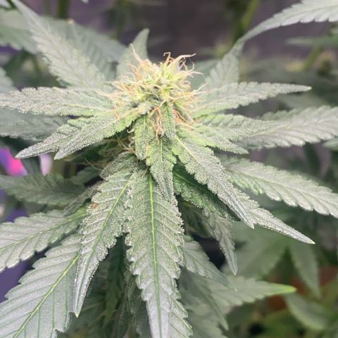 Mimosa Evo growlog timeline photo