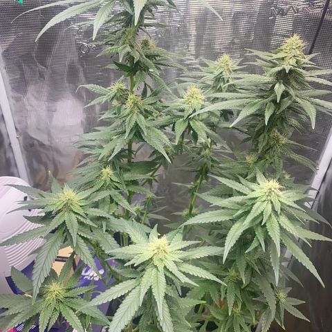 Mimosa Evo growlog timeline photo