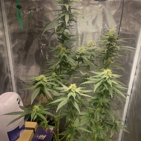 Mimosa Evo growlog timeline photo