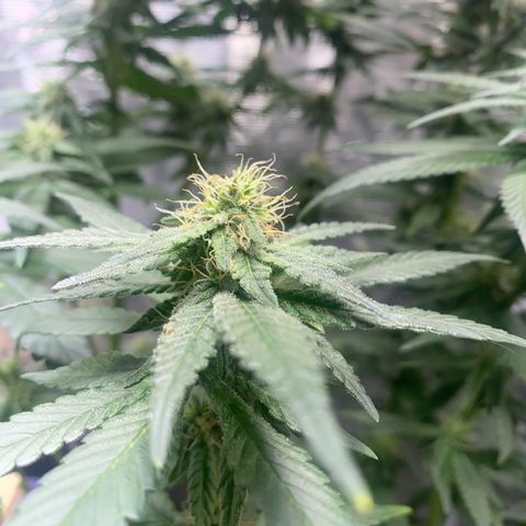 Mimosa Evo growlog timeline photo