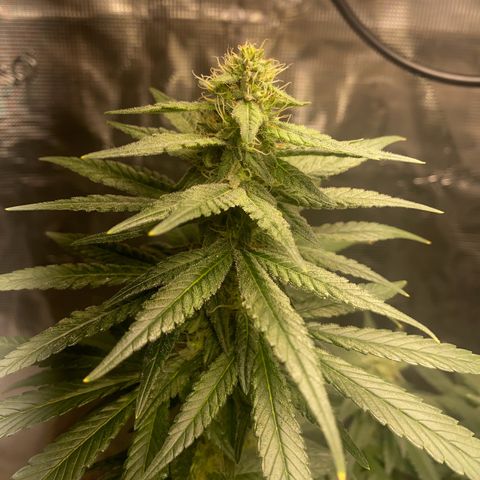 Mimosa Evo growlog timeline photo