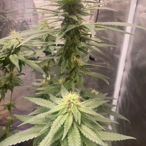Mimosa Evo growlog timeline photo