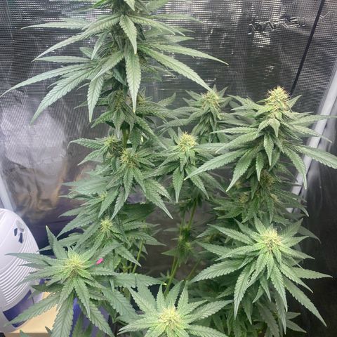 Mimosa Evo growlog timeline photo