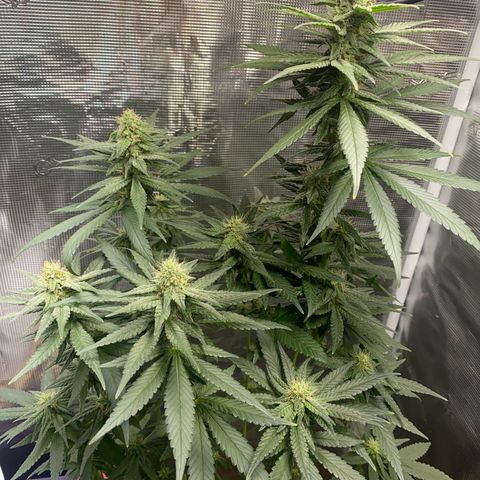 Mimosa Evo growlog timeline photo