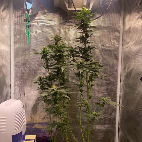 Mimosa Evo growlog timeline photo