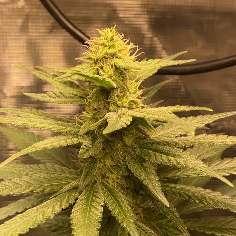 Mimosa Evo growlog timeline photo