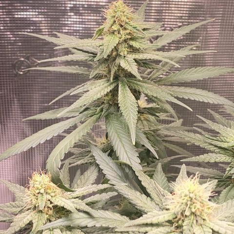 Mimosa Evo growlog timeline photo