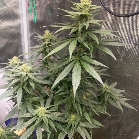 Mimosa Evo growlog timeline photo