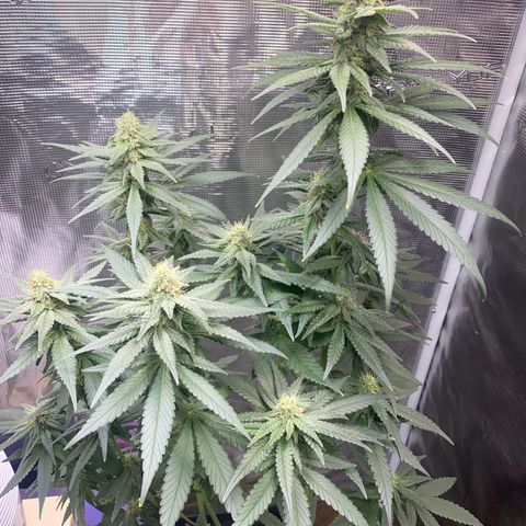 Mimosa Evo growlog timeline photo