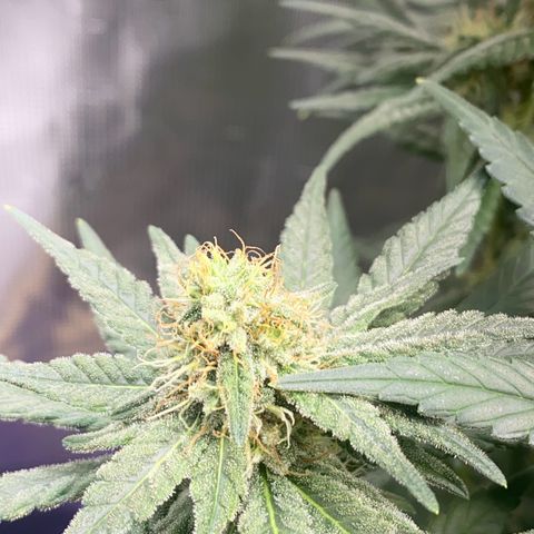 Mimosa Evo growlog timeline photo