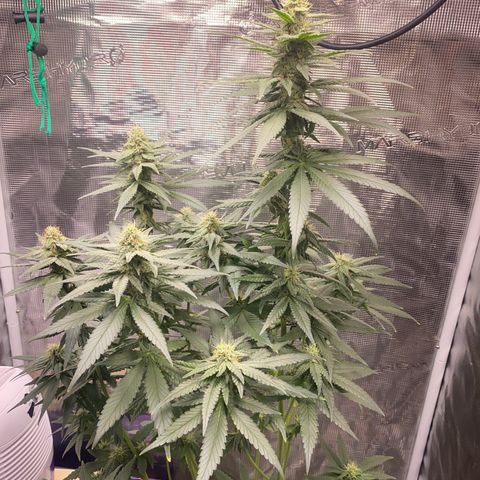 Mimosa Evo growlog timeline photo