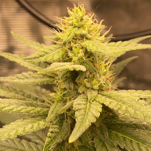 Mimosa Evo growlog timeline photo