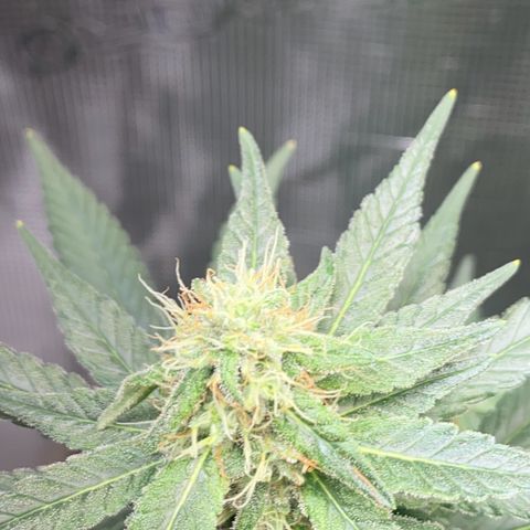 Mimosa Evo growlog timeline photo
