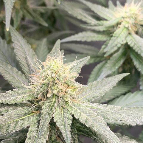 Mimosa Evo growlog timeline photo