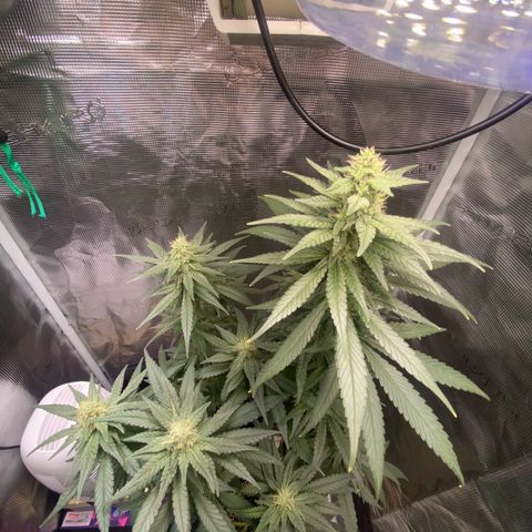 Mimosa Evo growlog timeline photo