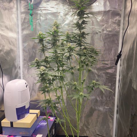 Mimosa Evo growlog timeline photo