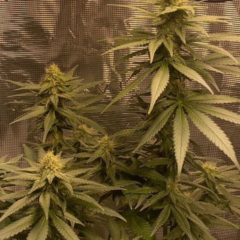 Mimosa Evo growlog timeline photo