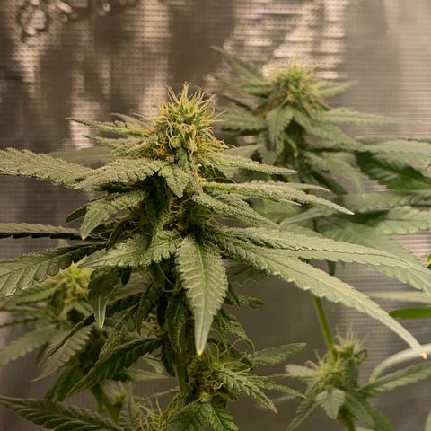Mimosa Evo growlog timeline photo
