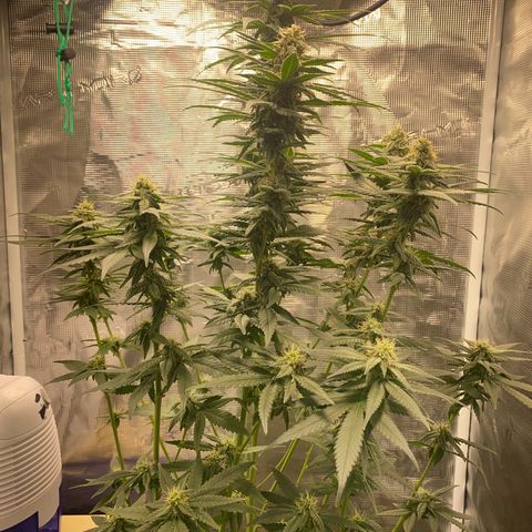 Mimosa Evo growlog timeline photo