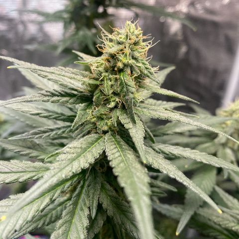 Mimosa Evo growlog timeline photo