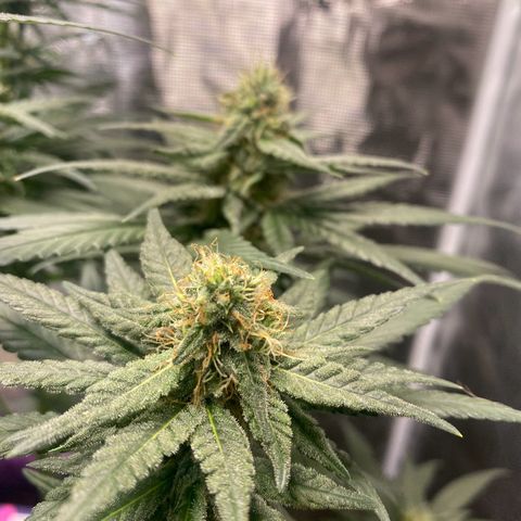 Mimosa Evo growlog timeline photo